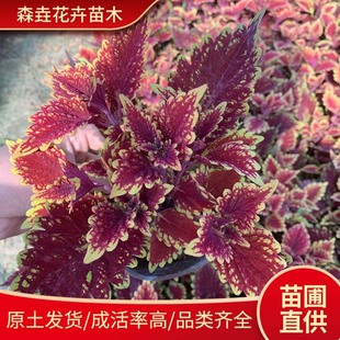 Colorful Grass Potted Garden Greening Seasonal Grass Garden Greening Potted Flower Base Flame Colorful Grass