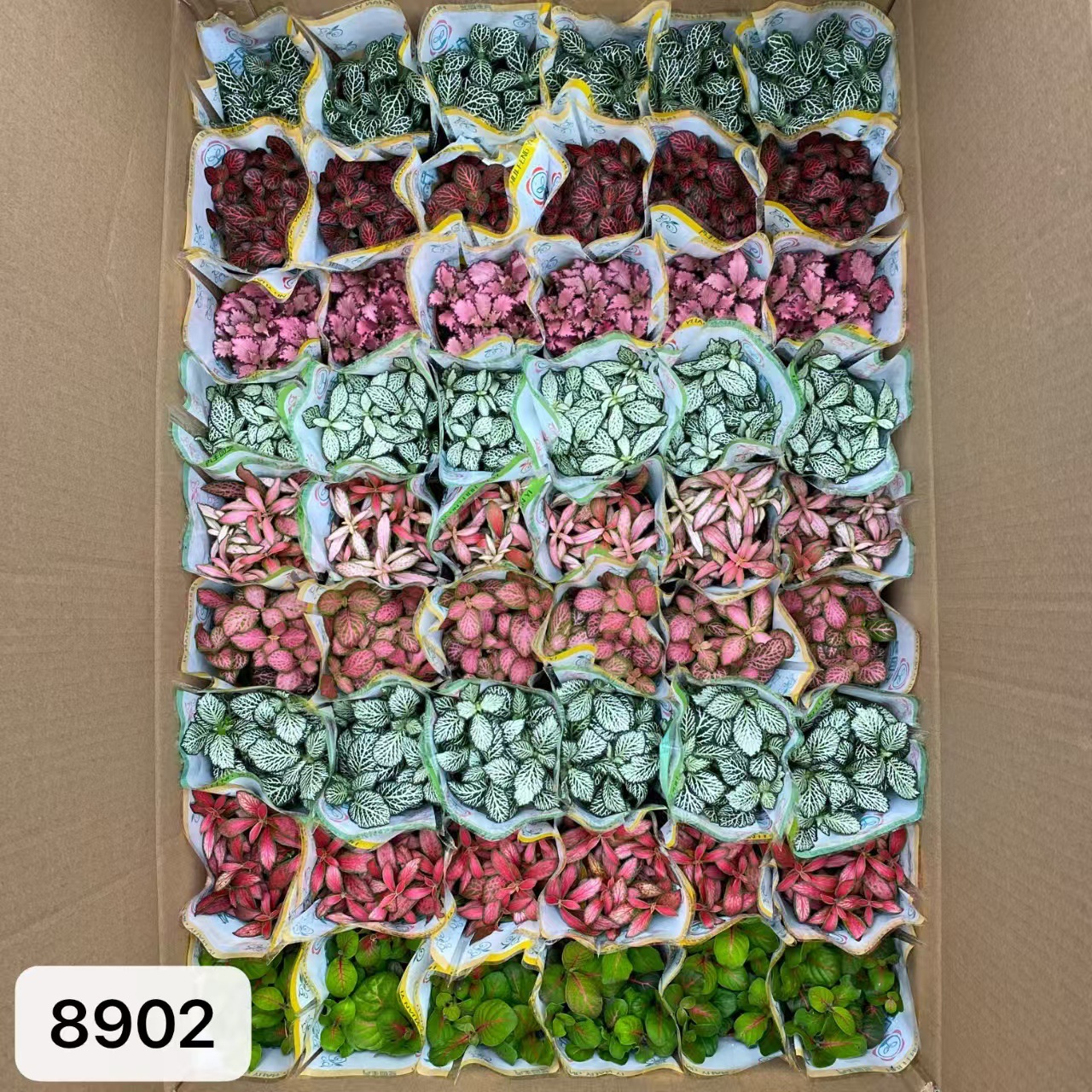 8902  大箱網紋草混裝54盆