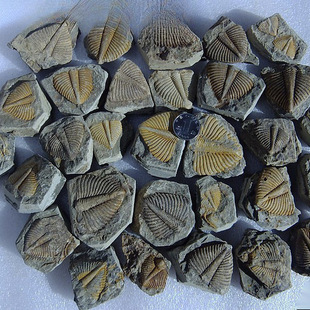 ��Ȼ��ʯ�^�pʯ�ջ�ʯ���~�xβ��覴ý̌W���Ճ�ͯ�dȤ��ʯ2665