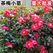 ���������l����÷С��@�־G����÷���ͺ�ֲ���ļ��L��ͥԺ������