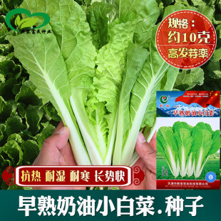 ��������С�ײ˷N�� �r��˵��߲˷Nֲ�͝��L�ݿ�С�ײ���