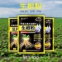 壮苗促进移栽快速小苗