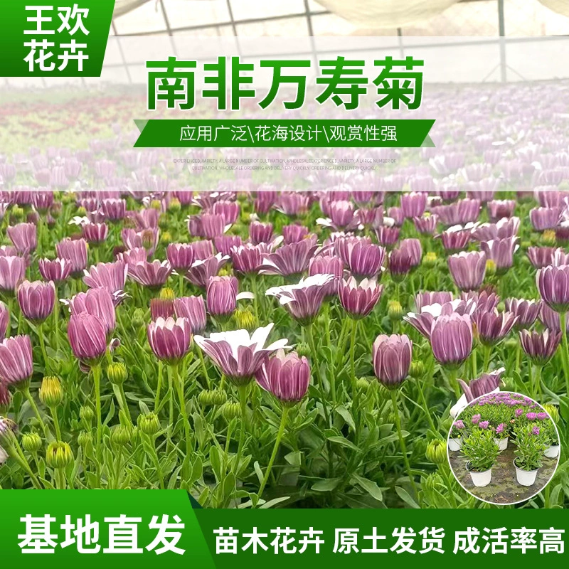 Южноафриканские посевы календулы в горшках для декоративного ландшафтного проекта, озеленения строительных парков и живописных районов.