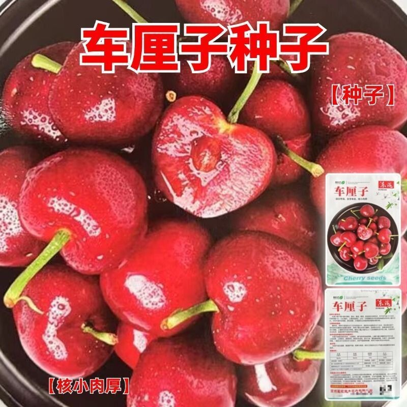 车厘子种子樱桃种子山樱桃种果树种子毛樱桃种子原装水果种子大全