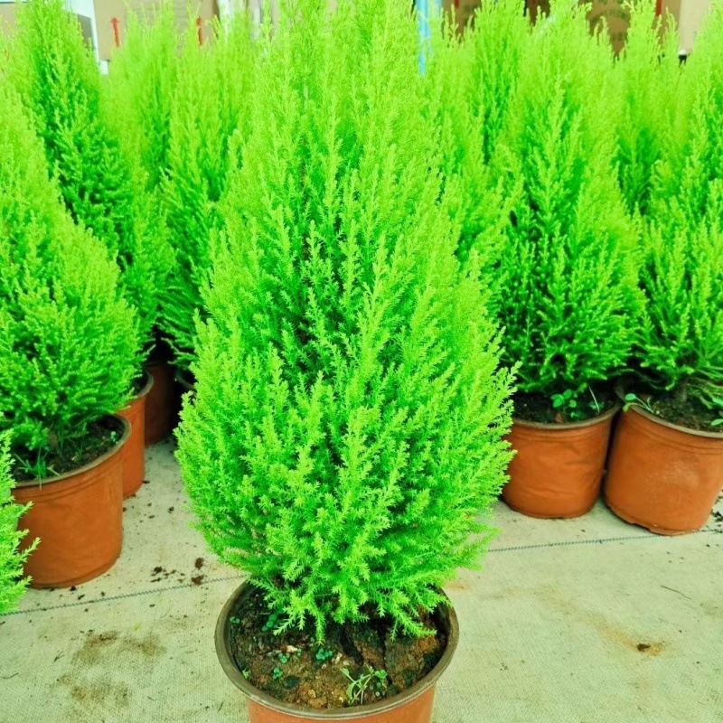 ∑∶ ◇ ±〈고운 작은 향기로운 소나무 40cm개 정도∝