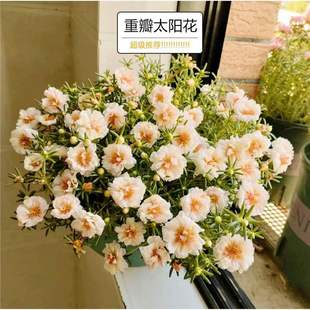Double-Flowered Sunflower Seeds Bloom in All Seasons, Flower Seeds Are Sown, Florals Are Easy to Live, and Outdoor Flower Seeds Are Planted