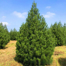 基地量大出售白皮松景松 白皮松景观绿化松树 园林绿化白皮松