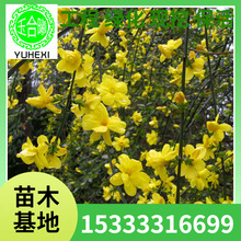 ӭ��������ڷ��� ���ع����G����ľ��ľ����r���gӭ���