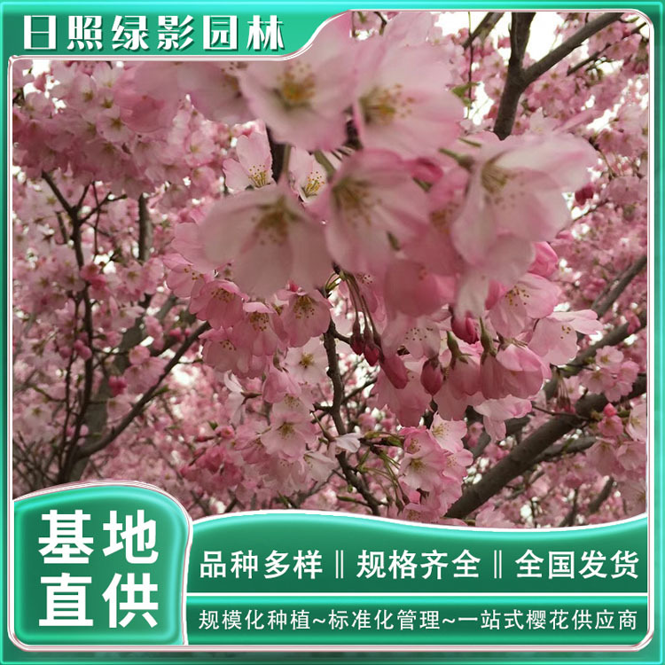 12398772315116729550 副本.jpg