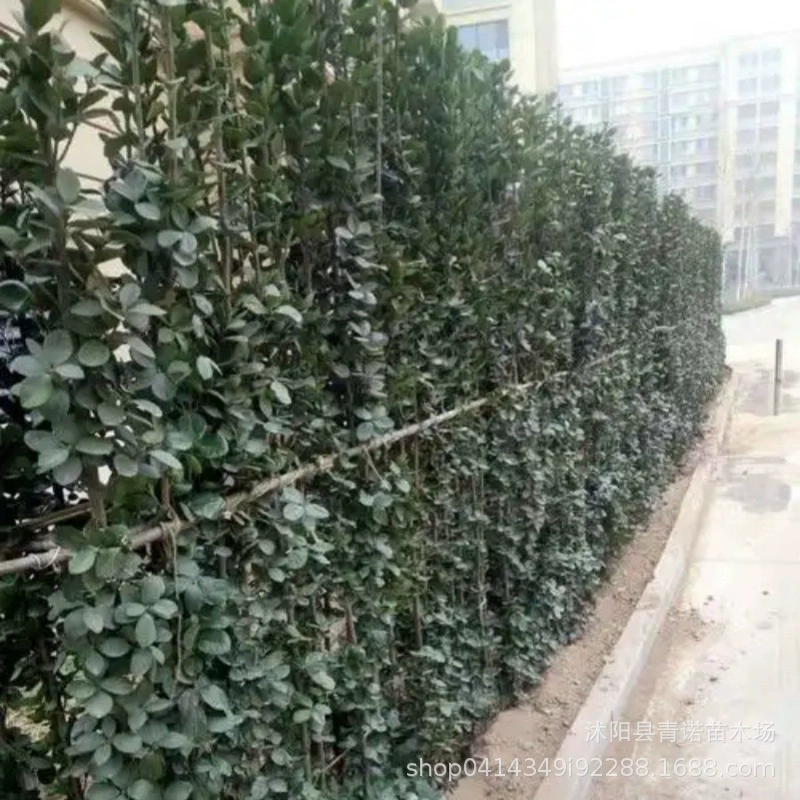 Оптовый проект по озеленению саженцев самшита Хоккайдо высотой 50 см саженцы Хоккайдо изгороди из самшита различных калибров