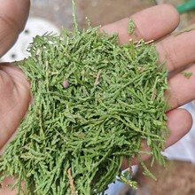 ӢșIȰ~Sҹș  ɫؘ~Ȱ~вșȰ~