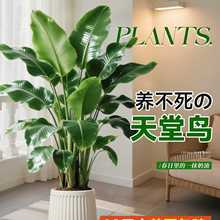 BGֲ҃kҿ͏dֲԸش̖B滨o