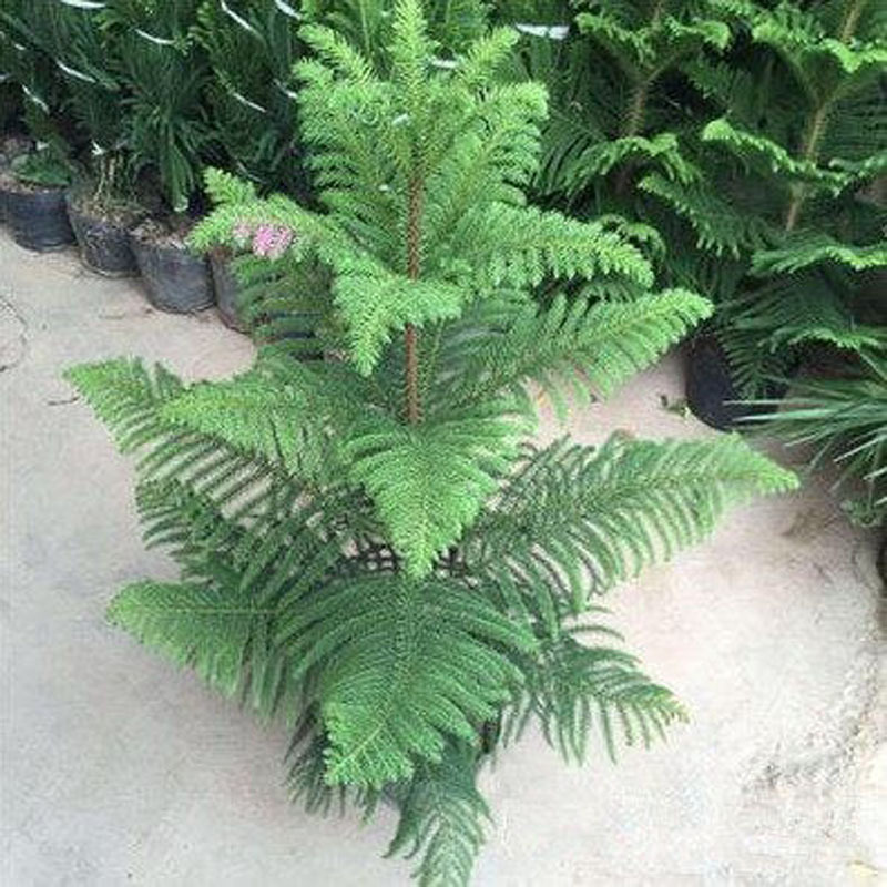 Plantas de pinos de abeto austríaco flores bonsai sala de estar patio balcón flores verdes maceta perenne árbol de Navidad