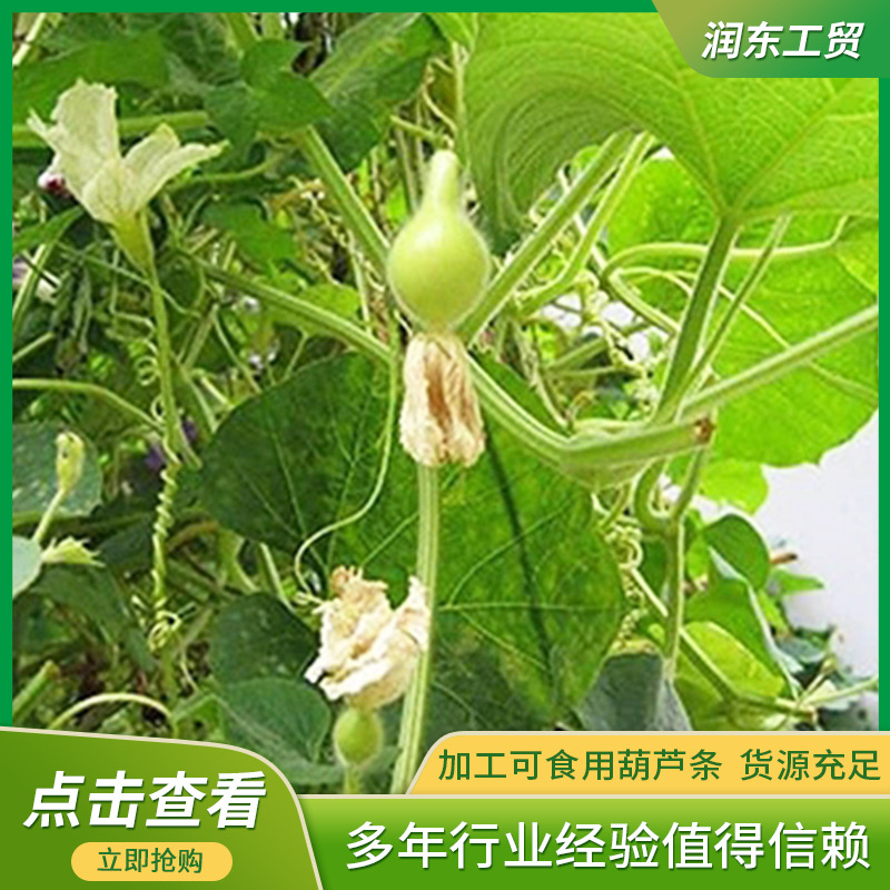 供应干瓢 葫芦条丝晒干脱水蔬菜干货 食品捆扎用干瓢