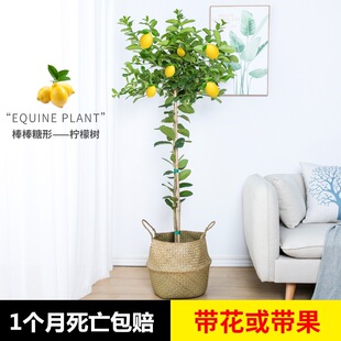 Lemon Tree Green Plant Large Plant Living Room Green Plant Living Room Scandinavian Potted Plant with Flowers and Fruits Perfume Lemon Potted Plant