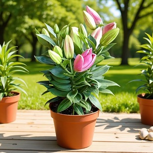 ��ˮ�ٺϷN��ѿ���Ի������l�����피t�������������ٺϻ�ֲ��