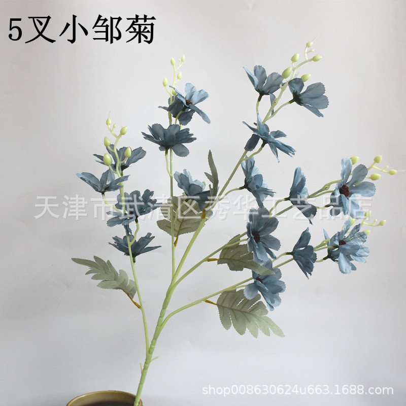 여러 머리 주름 국화