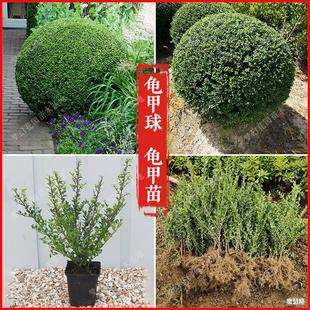 Turtle Shell Holly Seedlings Turtle Shell Holly Ball-Shaped Plants All Year Round Evergreen Courtyard Greening Hedge Turtle Shell Holly Saplings