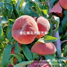 �޽����10̖��Ҙ����ش�ʮ̖ë��Ҙ�����Ϸ�����ͥԺ���Ե���