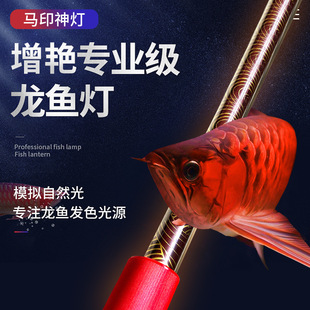 Horse seal magic lamp three primary color dragon fish lamp special Red Dragon color brightening lamp fish tank lamp LED light waterproof diving lamp