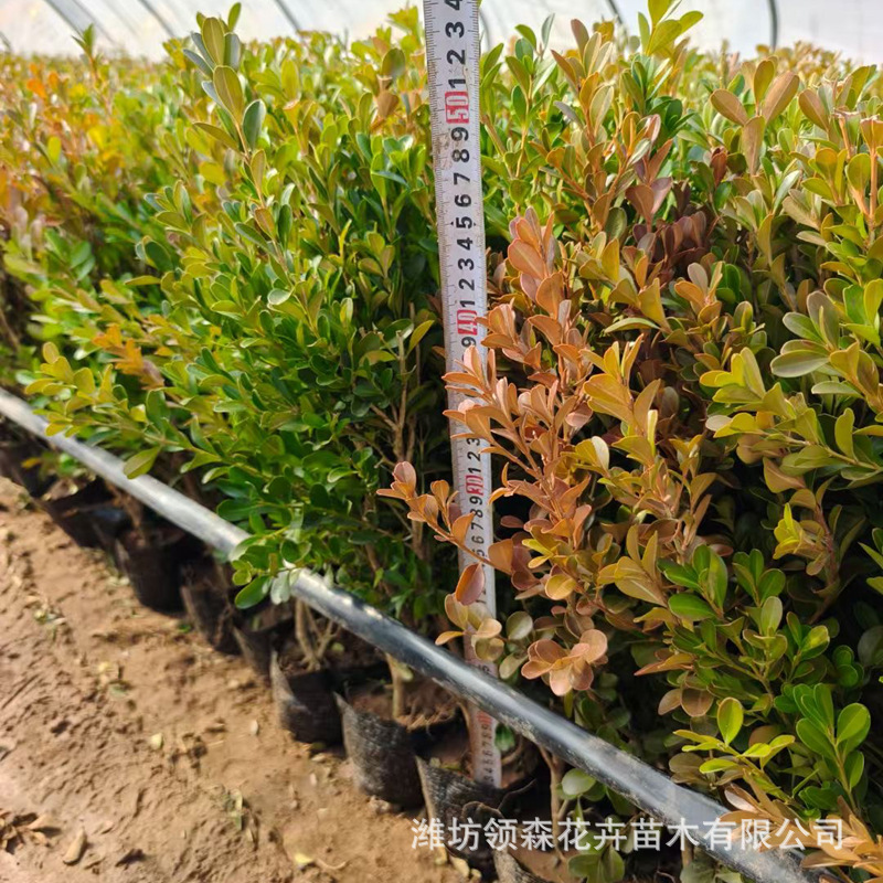小叶黄杨法国冬青苗金边黄杨庭院绿篱树苗大叶黄杨小叶黄杨苗批发