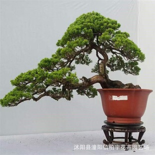 �羳�����ɘ�N��ֲ��N�ӷN�ѻ��@�辰�ɘ��҃������^�p��ͥ�N��