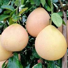 9-10月 三红蜜柚6/10斤 新鲜孕妇水果红蜜柚 当季大红心红肉柚子