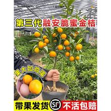 �ڰ����۽�ۘ�����ļ��V����Ƥ��ʳ�ù������������ˮ��������