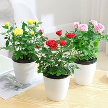 ����õ�廨���Ԏ��������B����ֲ���ļ��_�������ʯ��Ʒõ���¼�