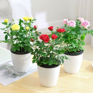 ����õ�廨���Ԏ��������B����ֲ���ļ��_�������ʯ��Ʒõ���¼�