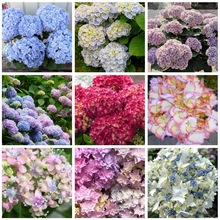 󻨽ϼ oMɯuβ LSԻGֲ