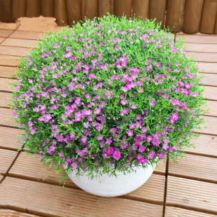 Flower Seeds Full of Stars, Six Times the Flower Seeds, Easy to Grow and Live, Blooming in All Seasons, Garden Ornamental Florals, Planted in Autumn and Winter