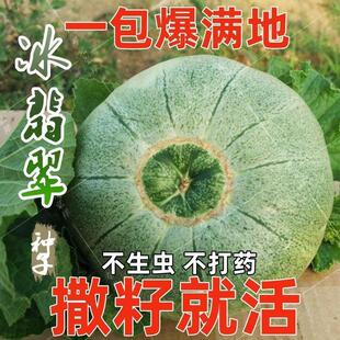 Super Sweet Emerald Melon Seeds, Sweet and Crisp Green-Skinned Thin-Skinned Cantaloupe Seeds, Four-Season Courtyard Balcony Potted Fruit Seeds