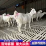 山东养殖成本白山羊