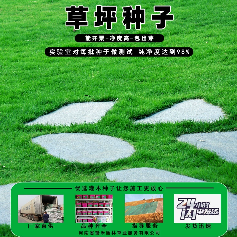 Морозостойкие семена газона Бермудский карлик Four Seasons зеленый корень собачьего зуба засухостойкая Высокая овсяница многолетние семена травы райграса