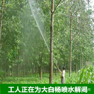 �S�����l�ח���� �ח�� ��������������� ֲ������ɽ�w�G��