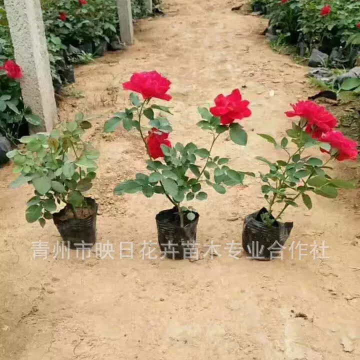 大花月季花盆栽杯苗基地现货 大花月季花垂直绿化 盆栽红帽月季