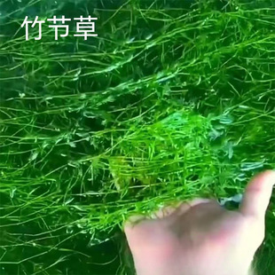 Oxygenated Indian Bamboo Is Easy to Maintain for Lazy Novices, Centipede Grass Plants, Fish Tank Landscaping, Water Purification, Negative Aquatic Plants
