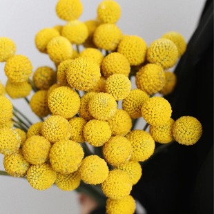 Gold Ball Flower Manufacturer Wholesale DIY Flower Arrangement with Materials Yunnan Fresh Cut Flower Base Straight Hair with Flowers and Leaves Flower Materials