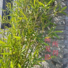 �����҃��b������L���ϼ����ӾƵ�����ë���쾰����ֲ�؈