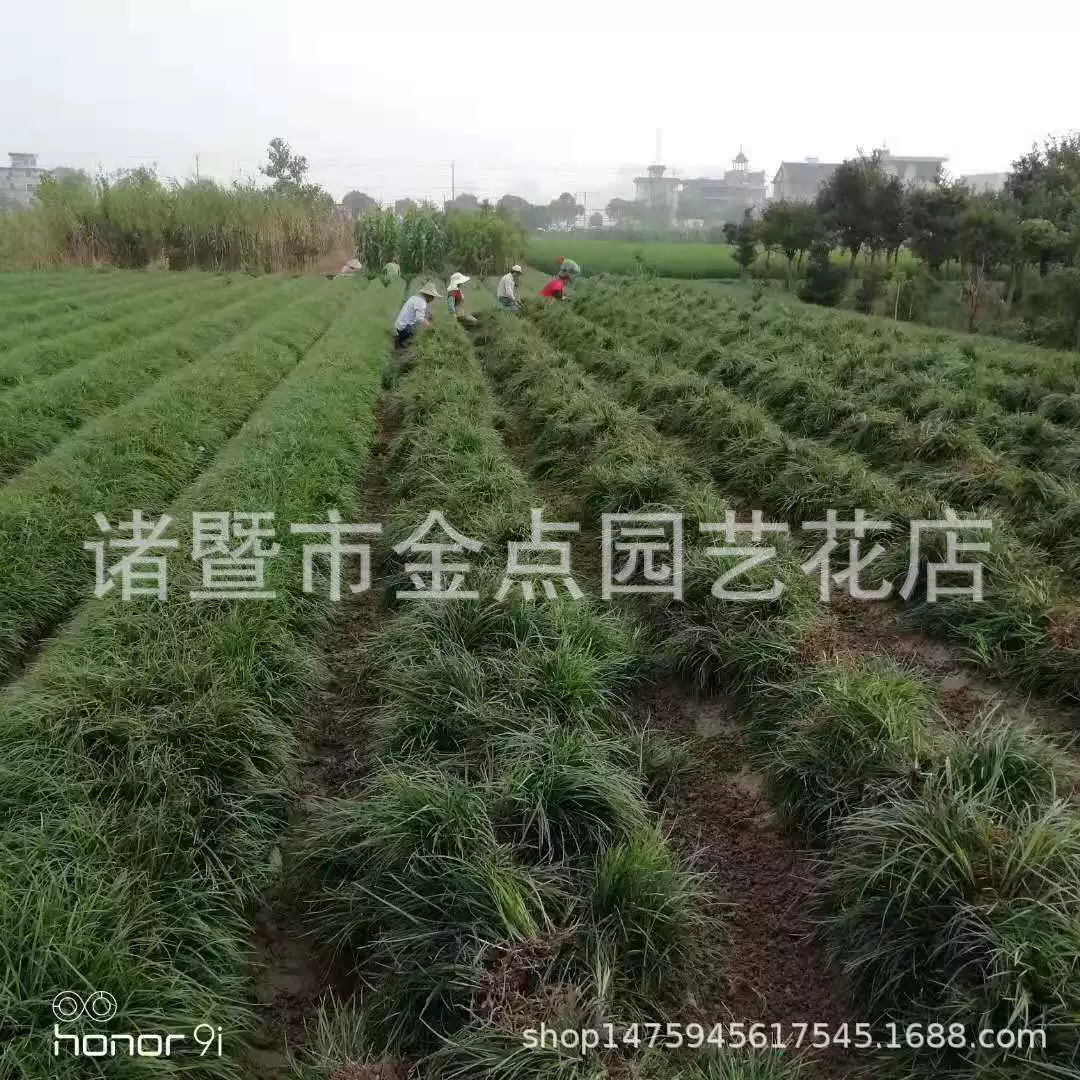 Ophiopogon japonicus Xiaoshan базовые прямые продажи широколистный Ophiopogon japonicus мелколистный Ophiopogon japonicus Пномпень Ophiopogon japonicus карлик Ophiopogon japonicus ценовые уступки