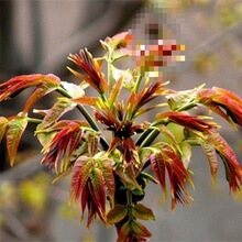 刺老芽枸杞面条荠菜秋葵种子野菜香椿蒲公英鱼腥草马齿苋苦菜紫苏
