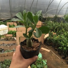 lС ɳĮõ ͺ^ֲ⻨ܺƯ