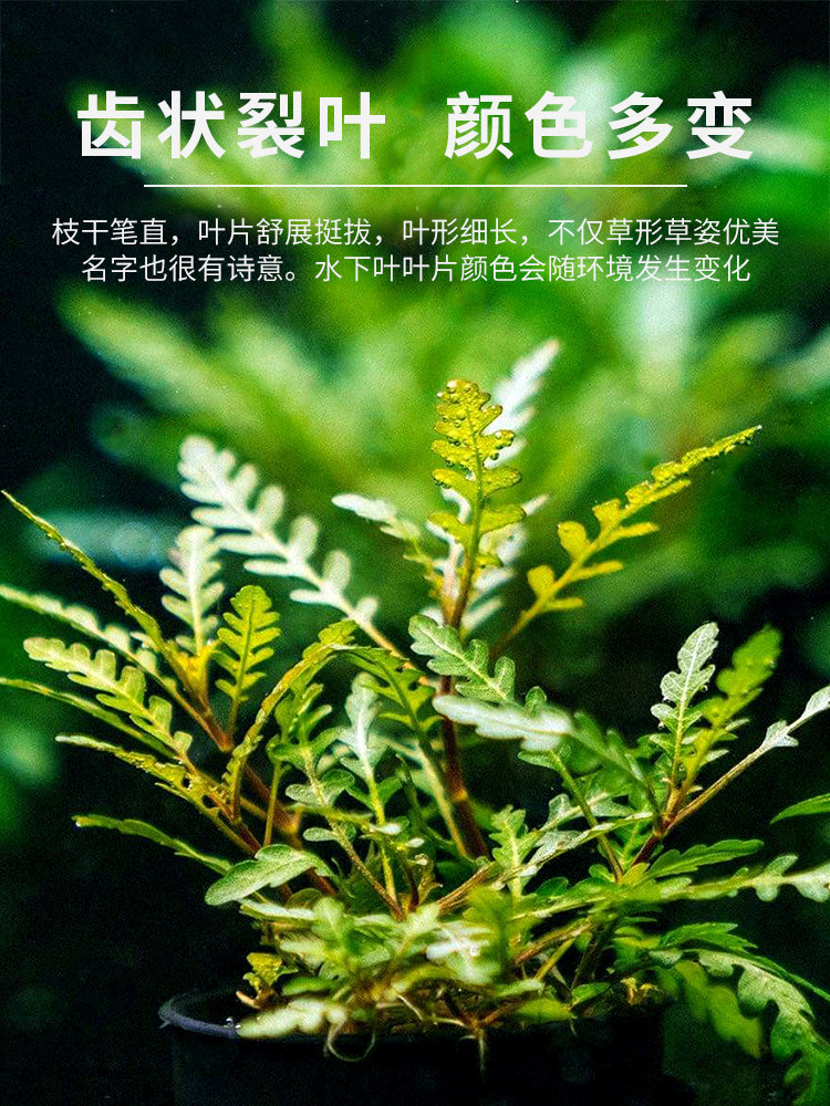 Akvarium üçün canlı su bitkiləri, fincan qablaşdırmada