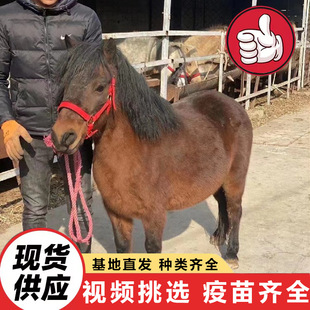 ��ͯ�T��С���R ���N��혰��_�R�T�˻��� �������䰫�R�Bֳ������