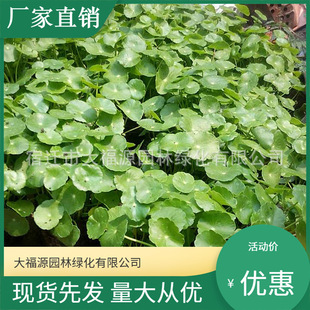 ���ع����������l���Wֲ�� ˮ��ֲ�� �~�X��ˮ�w�G���S�����ӵ�ˮ