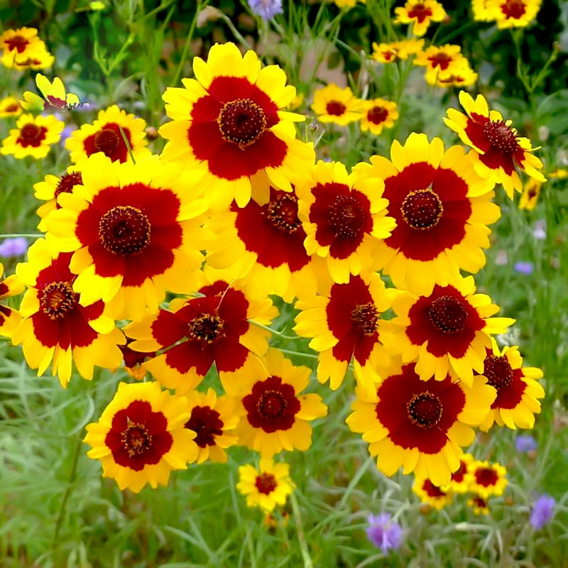 Морозостойкие семена хризантемы змеиного глаза семена снежной Хризантемы цветы легко жить четыре сезона открытый горшок клумба придорожные цветочные семена