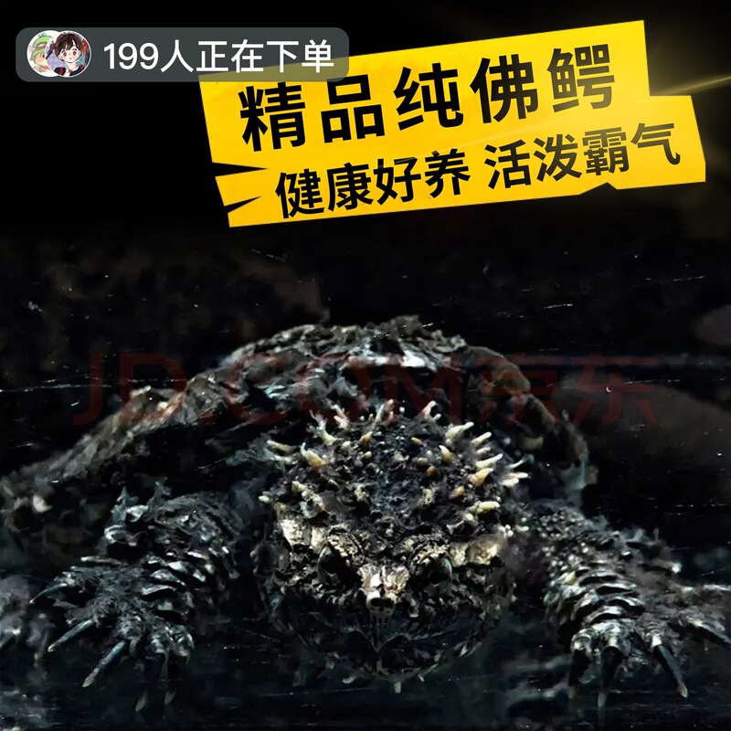 Black Buddha Crocodile Turtle, Spiky Juvenile, Fierce Pure Buddha North American Small Crocodile Turtle, Live Mixed Buddha Turtle, Live Crocodile Turtle Black Buddha Crocodile Turtle, Spiky Juvenile, Fierce Pure Buddha North American Small Crocodile Turtle, Live Mixed Buddha Turtle, Live Crocodile Turtle