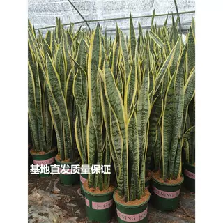 高脚金边虎皮兰室内盆栽大型绿植虎尾兰带盆栽好