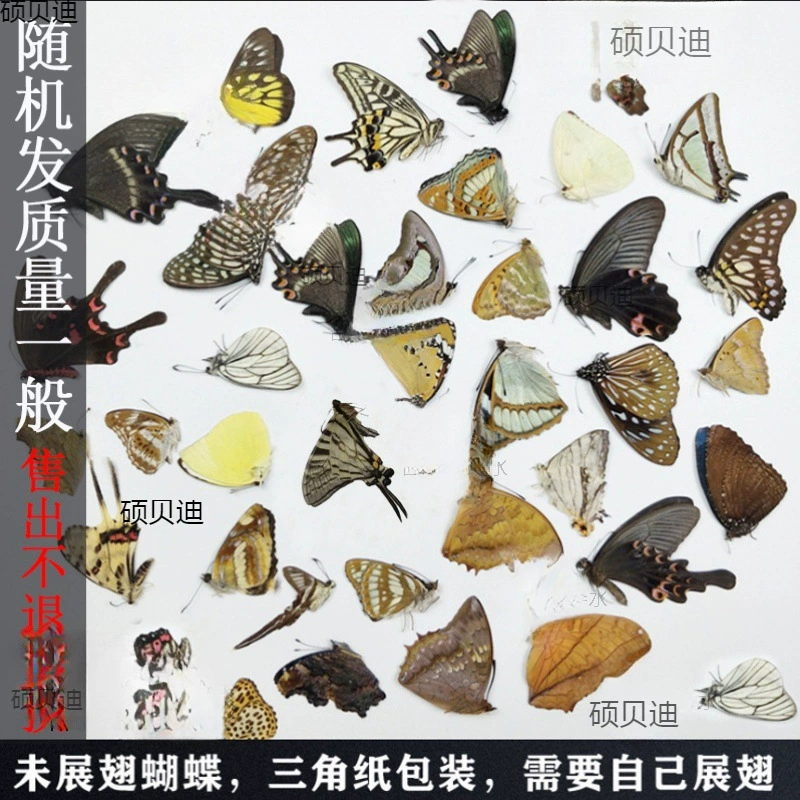 Образец бабочки Истинный образец бабочки не расправляет крылья